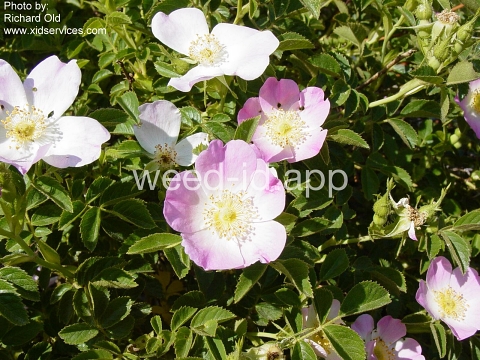 rose, sweetbriar